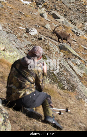 Photographe de la faune Observation d'homme Bouquetin des Alpes (Capra ibex) à l'automne dans le Parc National du Grand Paradis, Alpes italiennes, Italie Banque D'Images