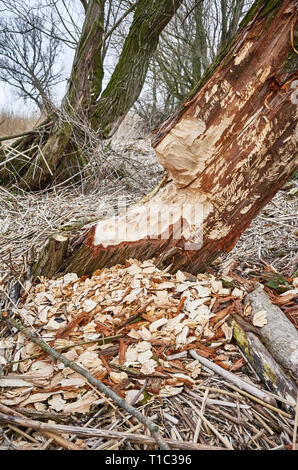 Arbre rongé par les castors avec des marques de dents visibles et copeaux de bois. Banque D'Images