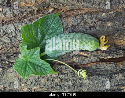 Les concombres mûrs juteux et feuilles sur l'arbre à l'écorce Banque D'Images