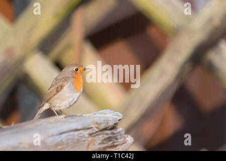 Robin est assis sur une branche en face de fond brun trouble with copy space Banque D'Images