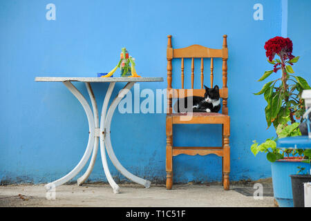 Sleeping cat sur la chaise sous un mur bleu. Tableau blanc avec des plantes sur cour. Vie tranquille sur la ville pays grec. Banque D'Images