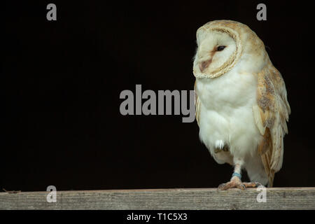 Une Effraie des clochers (Tyto alba) se tient sur une jambe. Banque D'Images