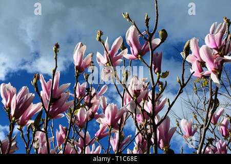 Fleur de magnolia rose contre le ciel bleu Banque D'Images