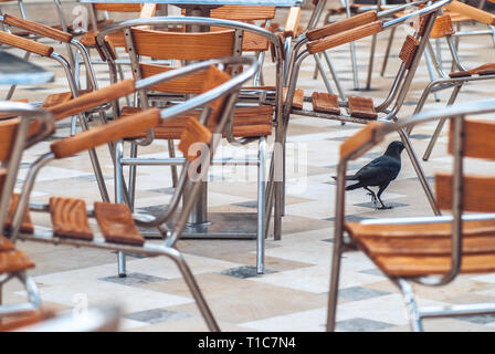 Un grand corbeau noir marchant sur un fond de bois avec des chaises en métal placé dans un espace ouvert salon cafe Banque D'Images