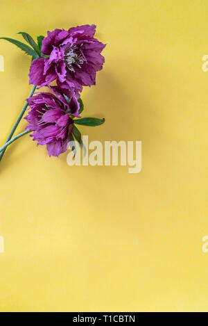 L'hellébore frais généraux de fleurs sur fond jaune. Banque D'Images