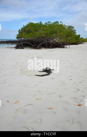 Les mangroves d'Aventure Plage Galápagos Banque D'Images