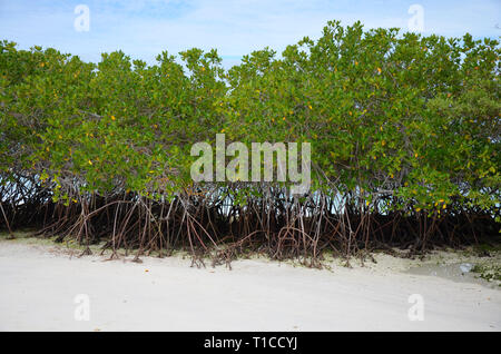 Les mangroves d'Aventure Plage Galápagos Banque D'Images