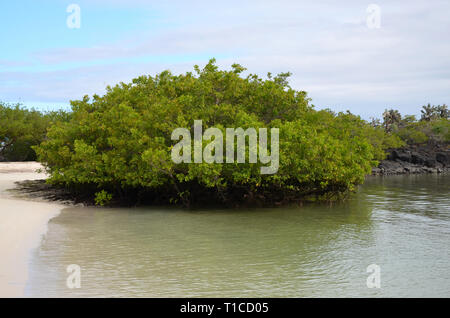 Les mangroves d'Aventure Plage Galápagos Banque D'Images