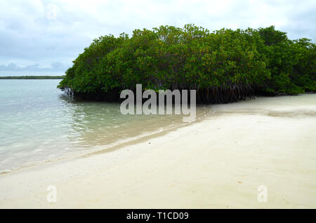 Les mangroves d'Aventure Plage Galápagos Banque D'Images