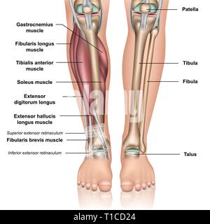 L'anatomie de la jambe 3d medical vector illustration sur fond blanc Illustration de Vecteur