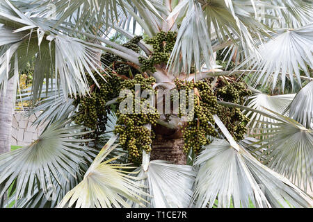 Close up de graines sur un arbre bismarckia nobilis Banque D'Images