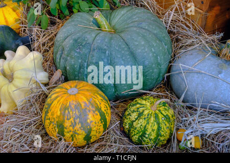 Divers Des citrouilles coloré décoratif après la récolte d'automne sur le marché fermier. Banque D'Images