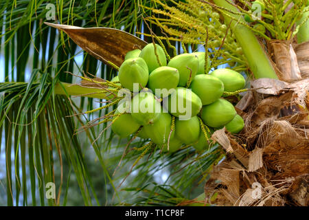 Tas de noix de coco verte sur la noix de coco palmier. Close up. Banque D'Images