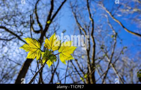 Nouvelle croissance le printemps ! Banque D'Images