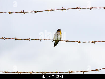 Contraste entre des barbelés rouillés et petit avaler bienvenue fragile Banque D'Images