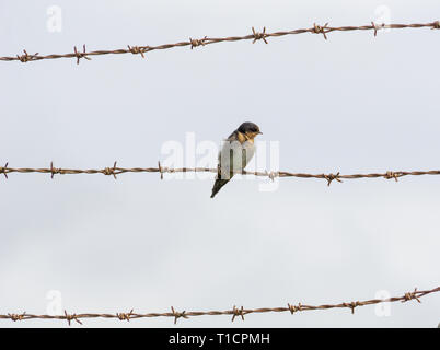 Contraste entre des barbelés rouillés et petit avaler bienvenue fragile Banque D'Images