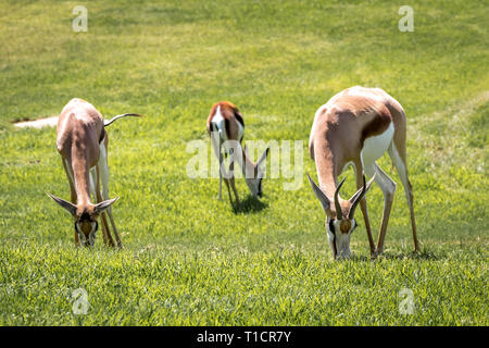 L'Afrique du Sud Springbok / cerfs sur un pré vert Banque D'Images