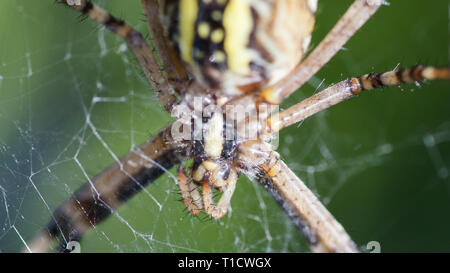 Argiope Bruennichi, ou la guêpe-spider, close-up web en attente de l'alimentation. Banque D'Images