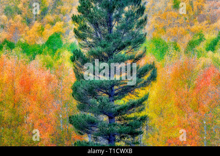 Forêt mixte de trembles en couleurs d'automne et de sapins. Inyo National Forest. Californie