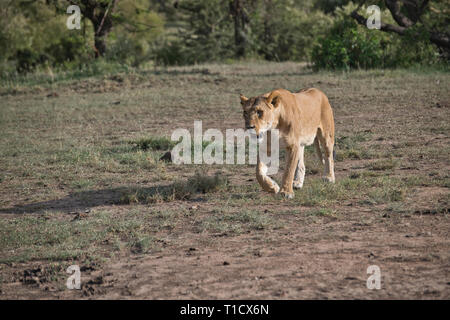 Lion (Panthera leo) adulte de sexe féminin ou lionne Banque D'Images