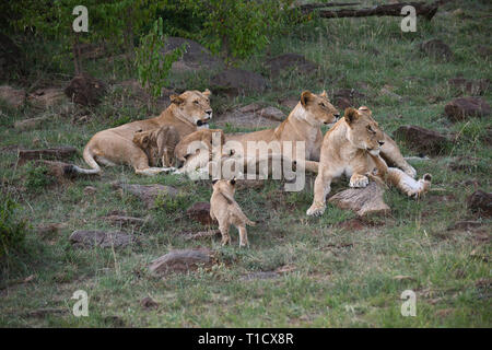 Lion (Panthera leo) trois femelles adultes et d'oursons Banque D'Images