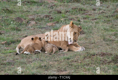 Lion (Panthera leo) adulte de sexe féminin et d'oursons Banque D'Images