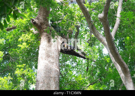 Calao bulbés, mâle, à Tangkoko Aceros cassidis, Parc National de l'île de Sulawesi Banque D'Images