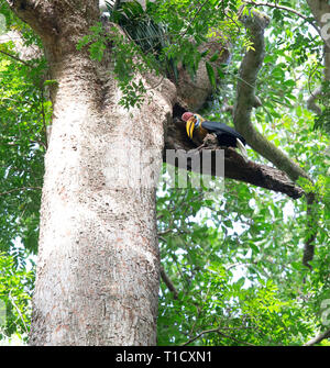 Calao bulbés, mâle, à Tangkoko Aceros cassidis, Parc National de l'île de Sulawesi Banque D'Images