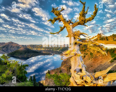 Le pin mort arbre avec la réflexion des nuages gonflés, le lac du cratère et de l'île de l'Assistant. Crater Lake National Park, Oregon Banque D'Images