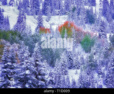 Neige et de couleur d'automne la forêt de conifères en tremble. Montagnes de San Juan , Colorado Banque D'Images