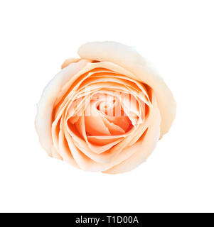 Vue de dessus la photo en gros plan sur l'image de fleurs rose orange isolé sur fond blanc, beau motif fleuri, fleur rose pétale orange, motif, orange Banque D'Images