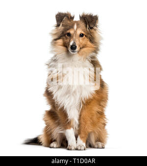 Shetland Sheepdog, 3 ans et 6 mois, in front of white background Banque D'Images