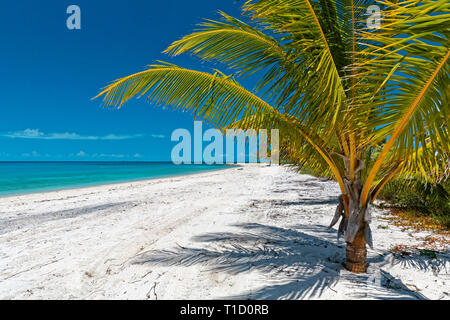 Palmier sur la plage de l'île Eleuthera, Bahamas, Caraïbes, océan Atlantique Banque D'Images