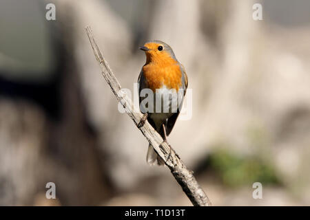 Erithacus rubecula aux abords Banque D'Images