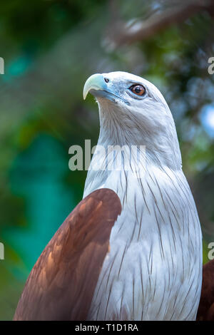 Un aigle ressemble avec audace dans l'appareil photo Banque D'Images