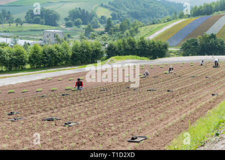 Hokkaido, 5 août : agriculteur travaillant à la célèbre et belle vue panoramique sur les jardins de fleurs Shikisai-no-oka le Août 5, 2017 à Hokkaido, Japon Banque D'Images