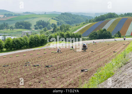 Hokkaido, 5 août : agriculteur travaillant à la célèbre et belle vue panoramique sur les jardins de fleurs Shikisai-no-oka le Août 5, 2017 à Hokkaido, Japon Banque D'Images