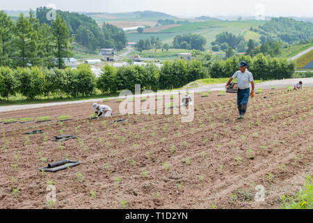 Hokkaido, 5 août : agriculteur travaillant à la célèbre et belle vue panoramique sur les jardins de fleurs Shikisai-no-oka le Août 5, 2017 à Hokkaido, Japon Banque D'Images