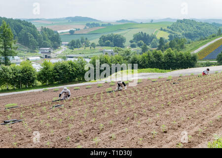 Hokkaido, 5 août : agriculteur travaillant à la célèbre et belle vue panoramique sur les jardins de fleurs Shikisai-no-oka le Août 5, 2017 à Hokkaido, Japon Banque D'Images