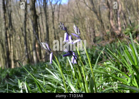 Un bluebell en fleurs en mars, au moins deux semaines avant d'autres jacinthes entrent en fleur. Ide en Hill, Kent sur la manière de sables verts Banque D'Images