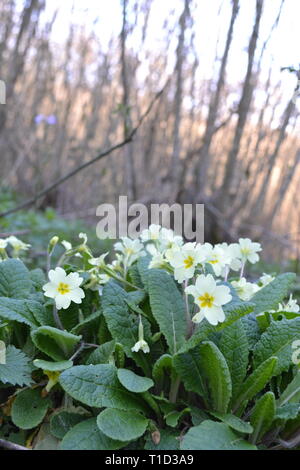 Primroses dans Scord's Wood, Ide Hill, Kent, fin mars. L'Angleterre Banque D'Images