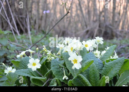 Primroses dans Scord's Wood, Ide Hill, Kent, fin mars. L'Angleterre Banque D'Images