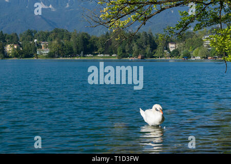 Scène d'été coloré dans le parc de la ville de Bled. Cygnes blancs sur le lac de Bled. Matin dans les Alpes juliennes. La Slovénie, l'Europe. Banque D'Images