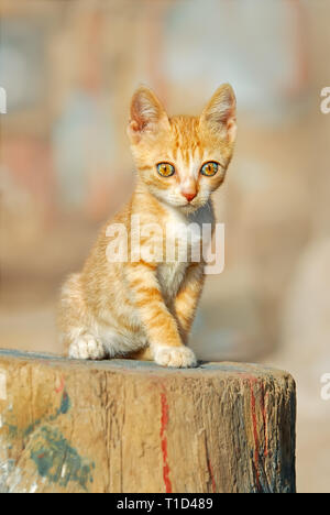 Red tabby cat bébé chaton avec de magnifiques yeux de couleur pâle assis sur un bloc de bois et regarder curieusement, l'île de la mer Égée, Grèce Banque D'Images