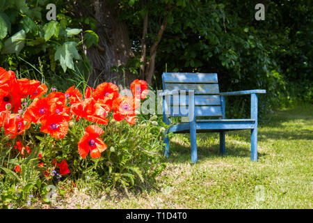 Fleurs de pavot et banc dans un jardin Banque D'Images