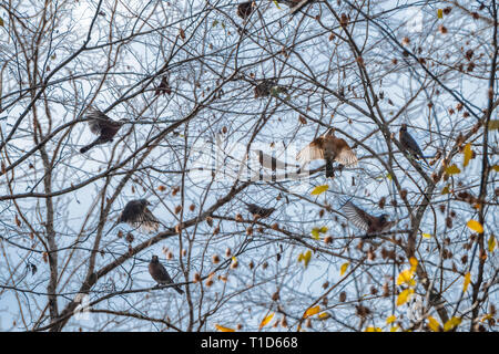 Troupeau de migration d'oiseaux en hiver Robin en herbe arbre Banque D'Images