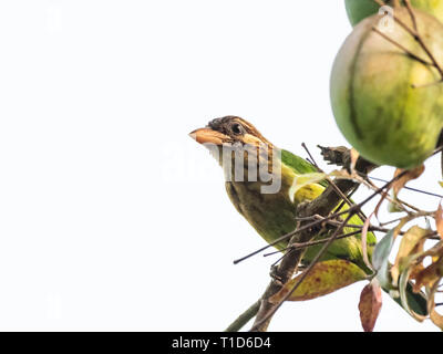 White-cheeked Barbet (Megalaima viridis) Banque D'Images