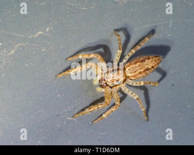 Trémie Bronze Thomisidae (Helpis minitabunda) Banque D'Images