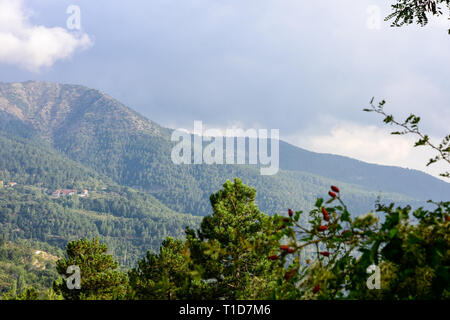 La forêt de montagne à Chypre, Prodromos près de Bérengère Hôtel et ses environs Banque D'Images