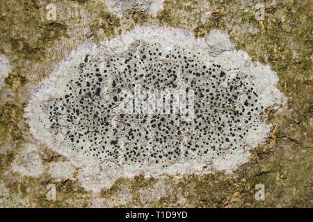 - Lichen Lecidella elaeochroma - sur l'écorce de bouleau ‎Fraxinus excelsior Banque D'Images